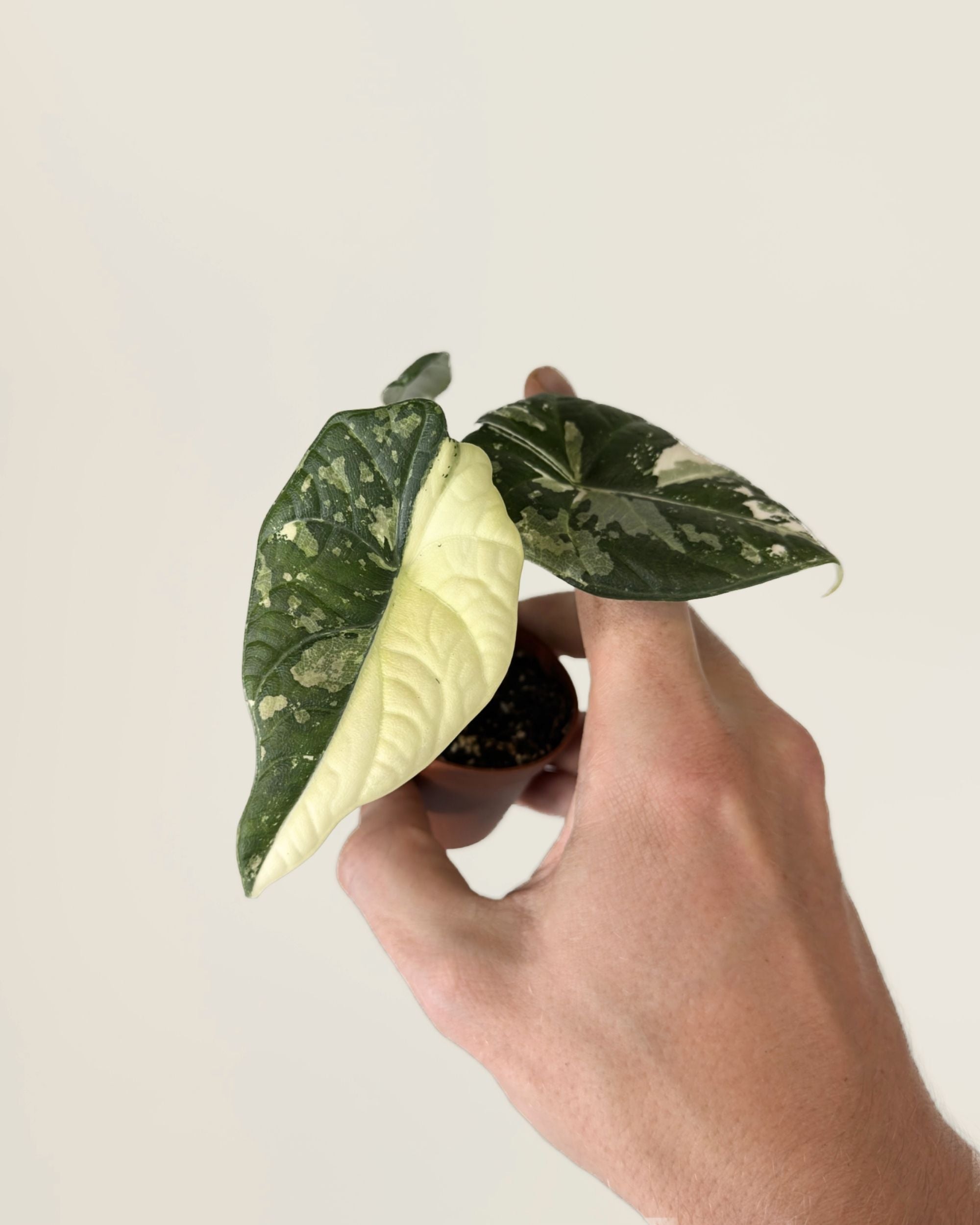 Alocasia Maharani Albo