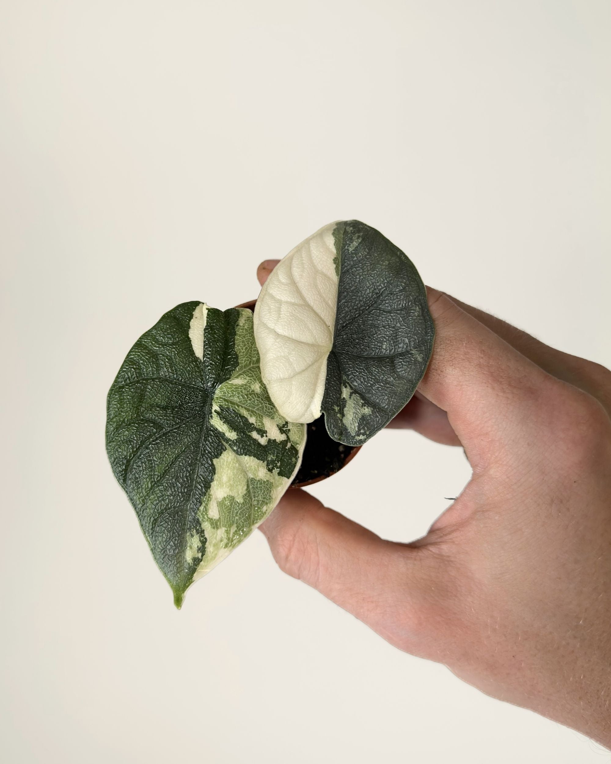 Alocasia Melo Albo