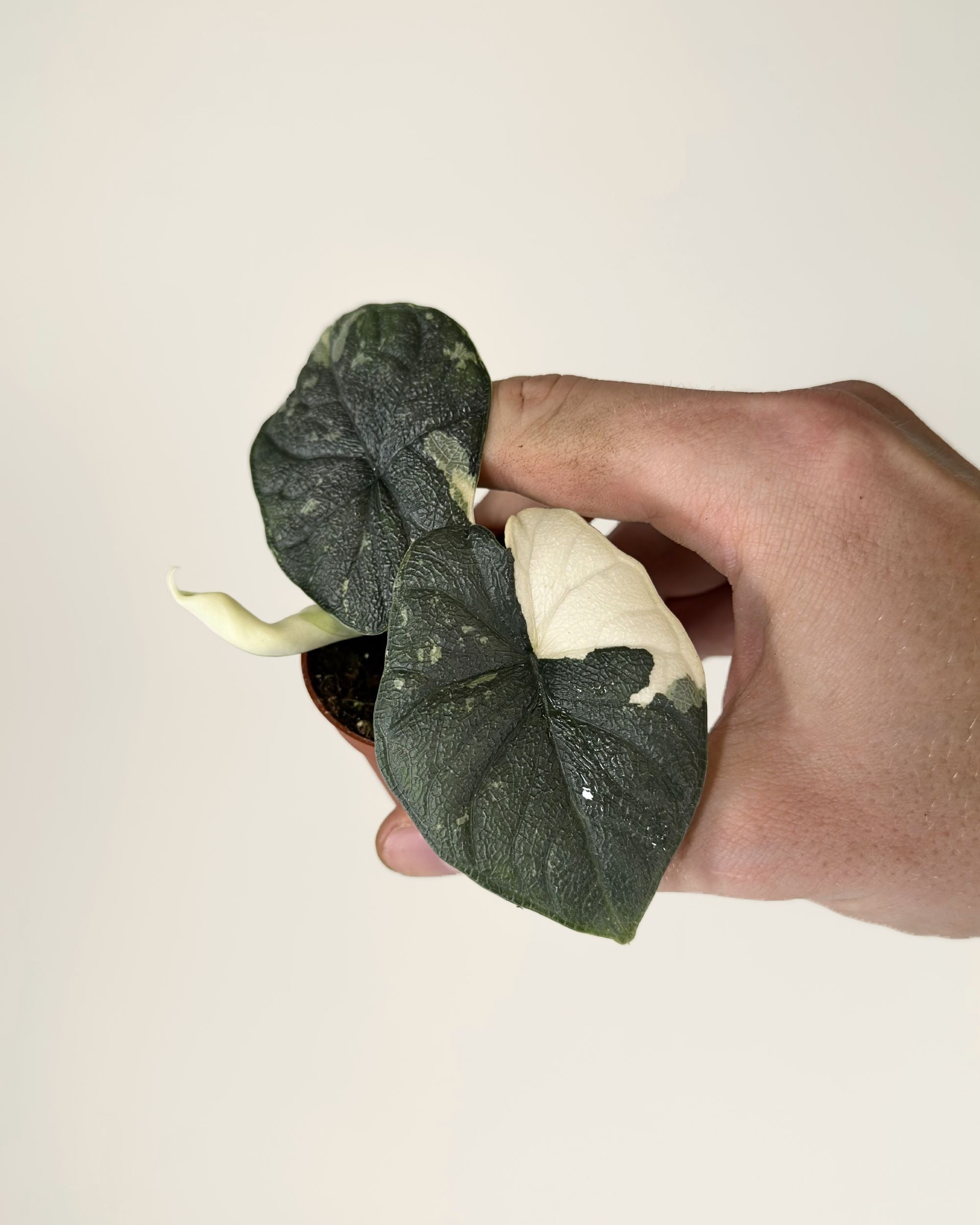 Alocasia Melo Albo