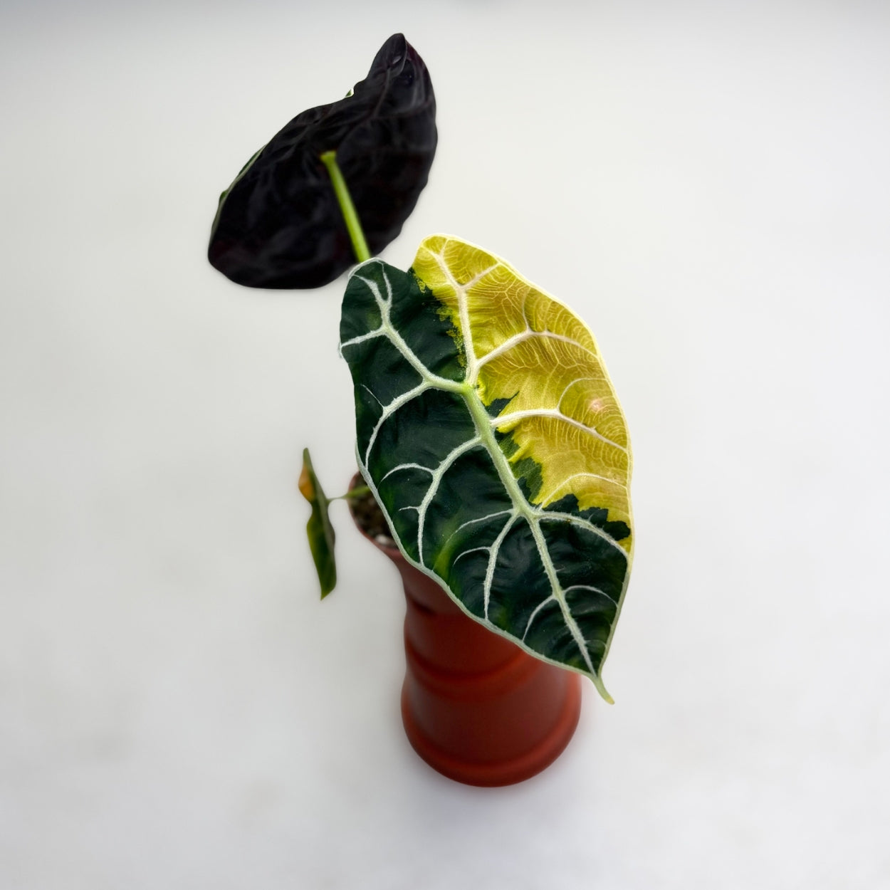 Alocasia Watsoniana Doff Aurea Variegata