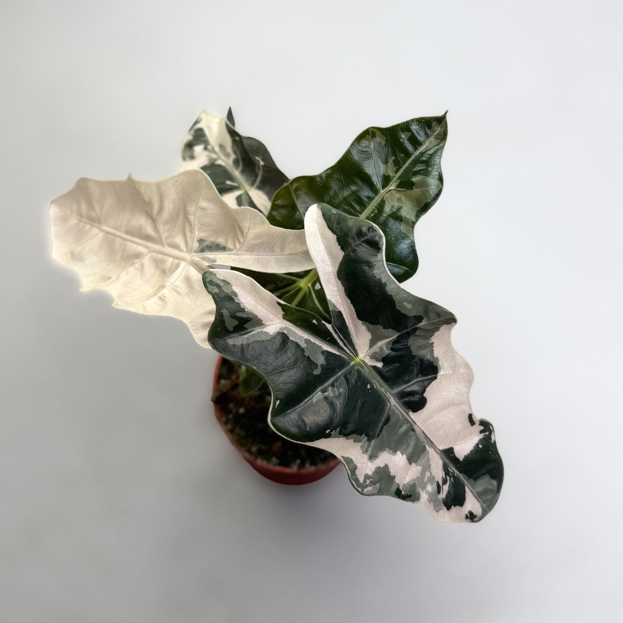 Alocasia Pseudo Sanderiana Pink Variegata