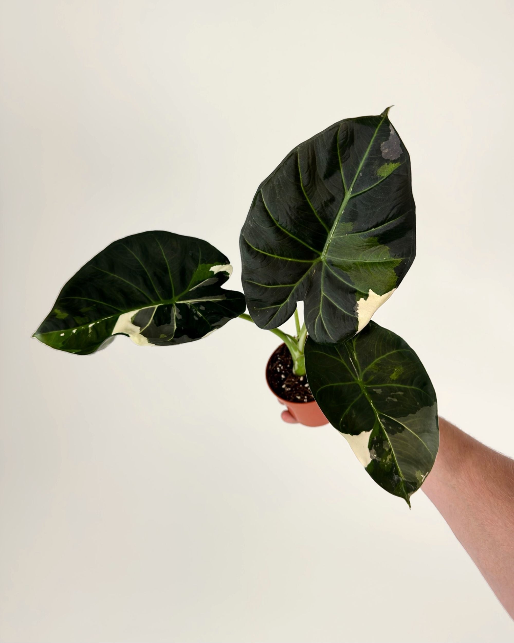 Alocasia Regal Shield Albo