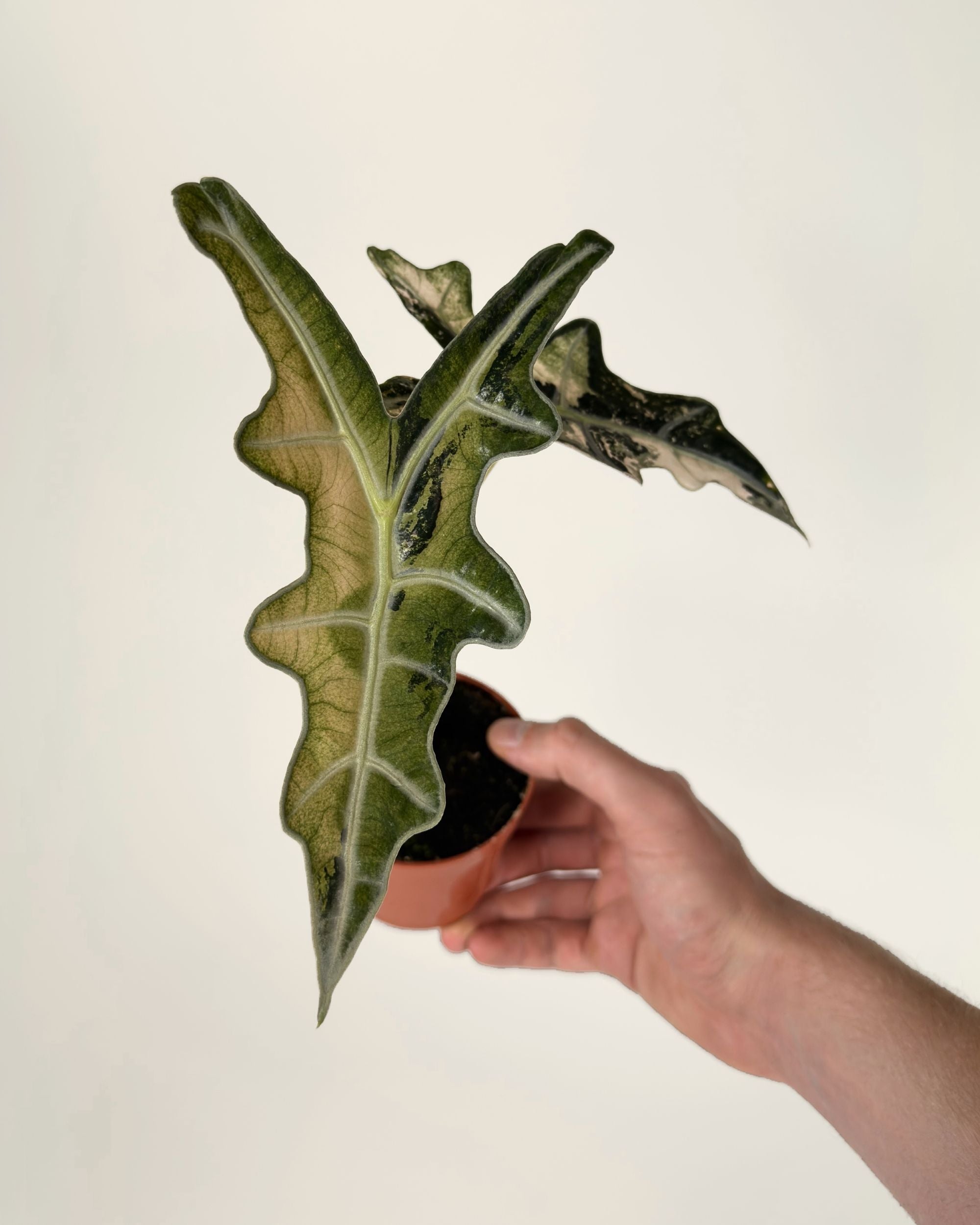 Alocasia Nobilis Pink