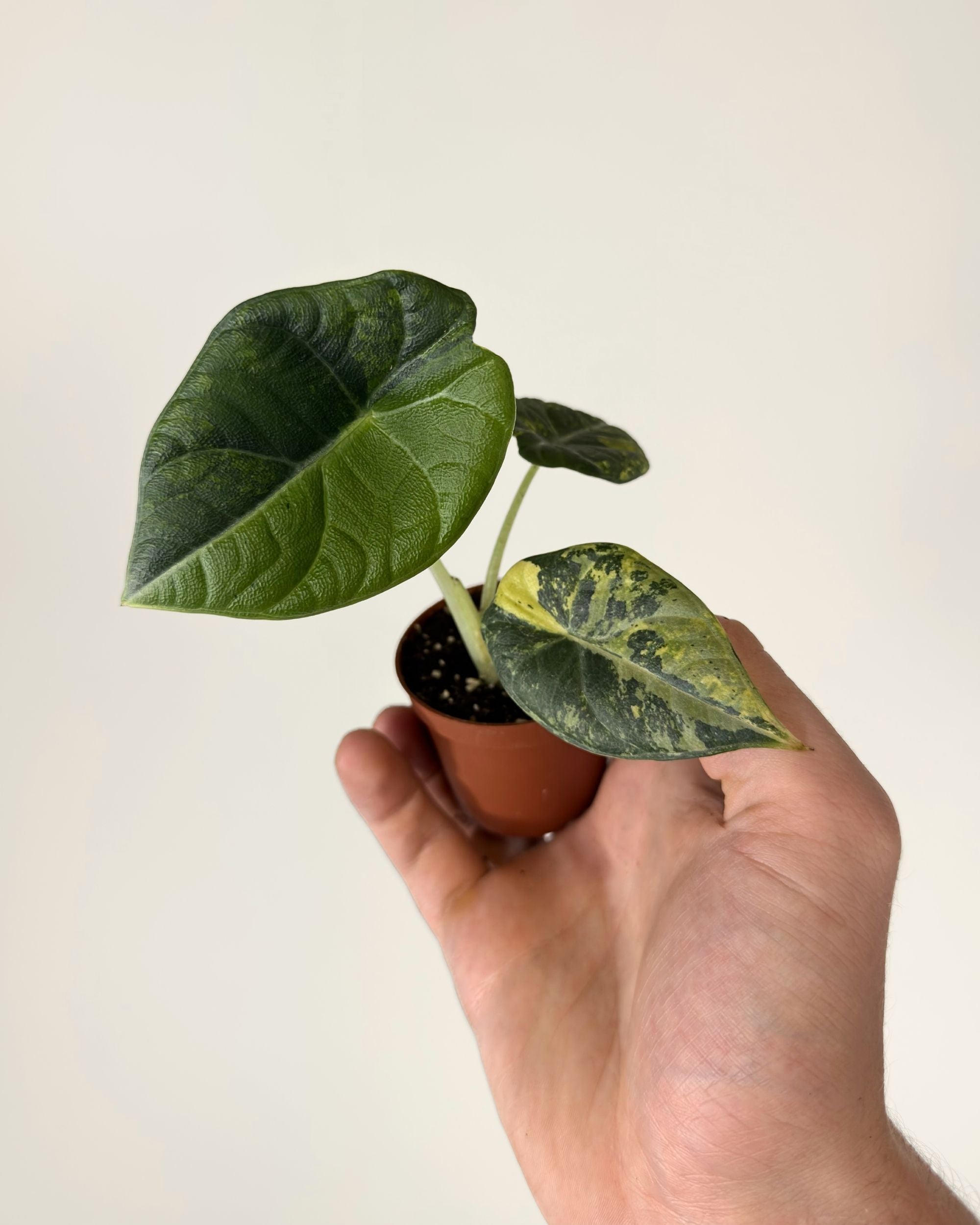 Alocasia Maharani Lemon Lime