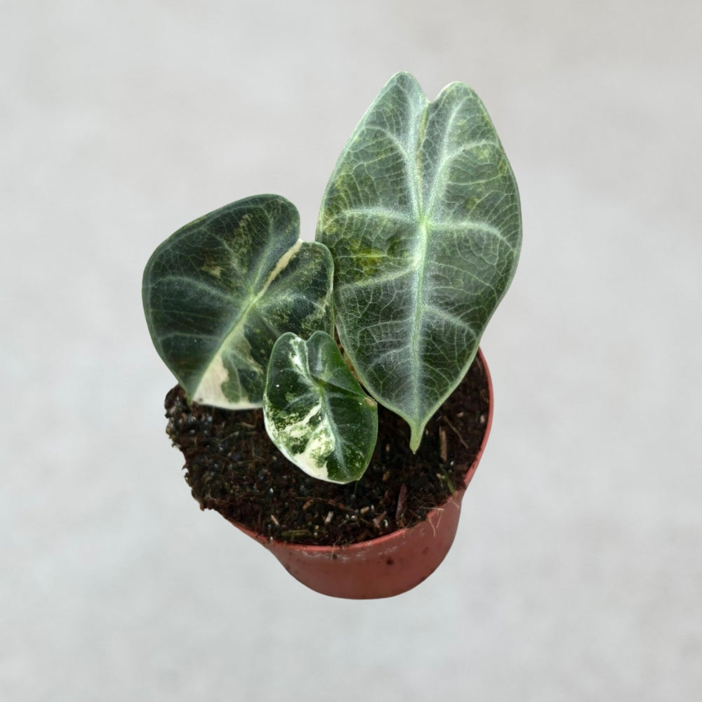 Alocasia Watsoniana Glossy Variegata