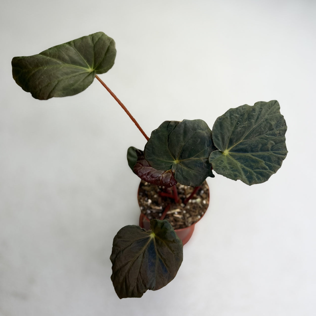 Begonia Pavovina