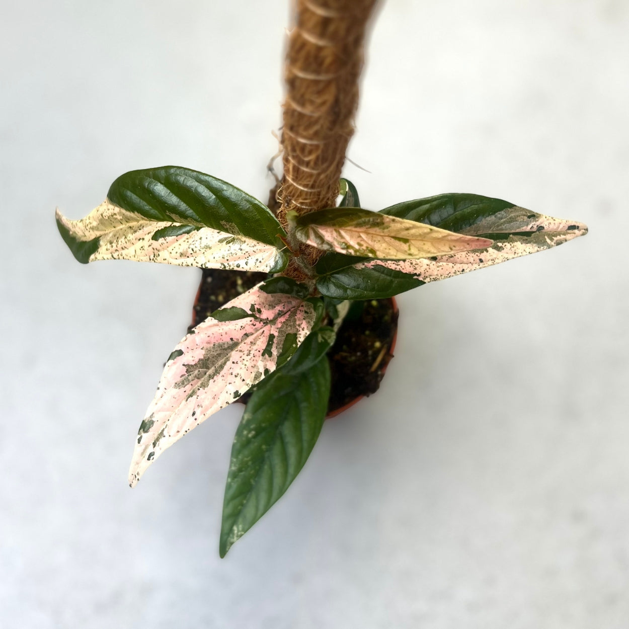 Ficus Sagittata Variegata