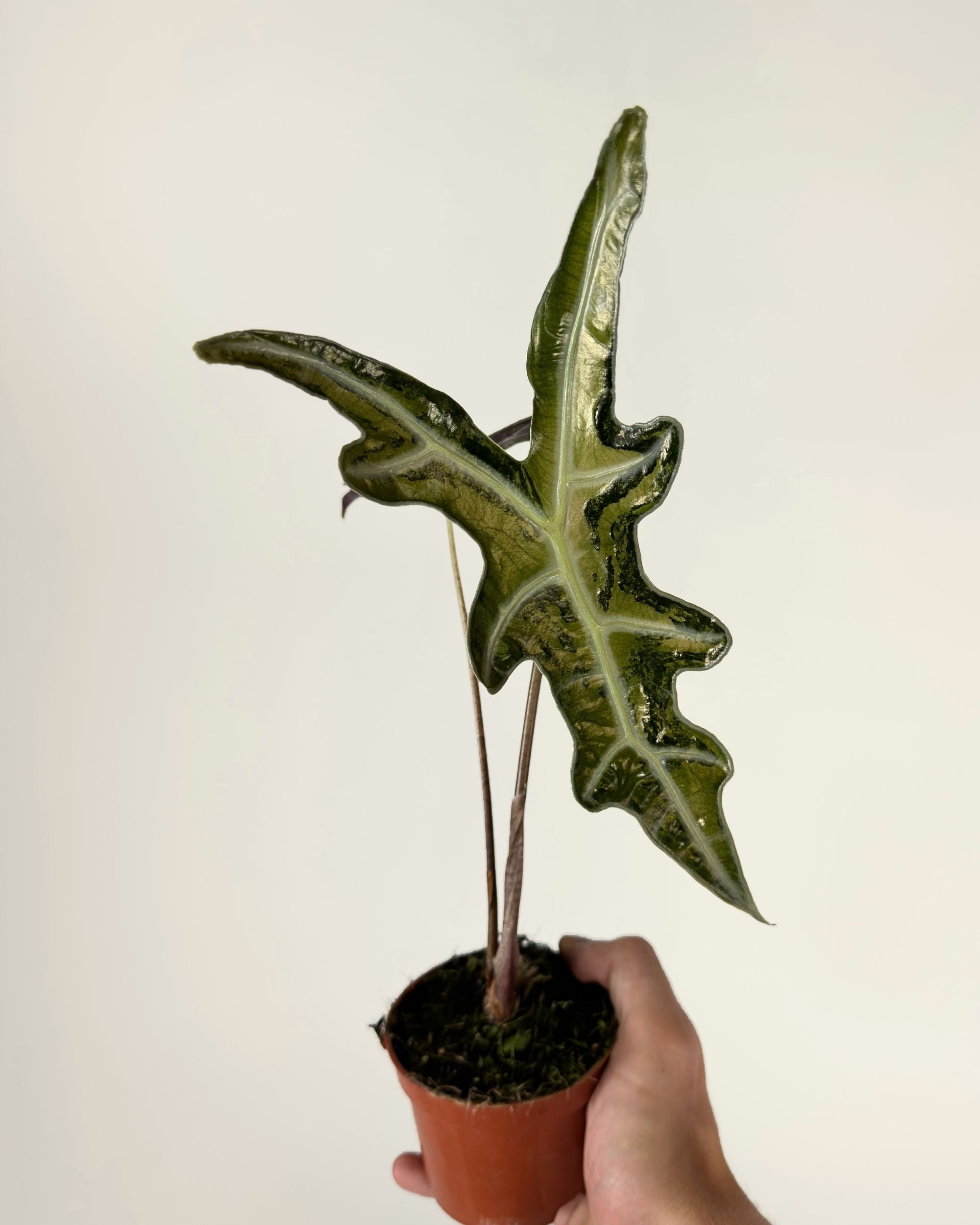 Alocasia Nobilis Pink