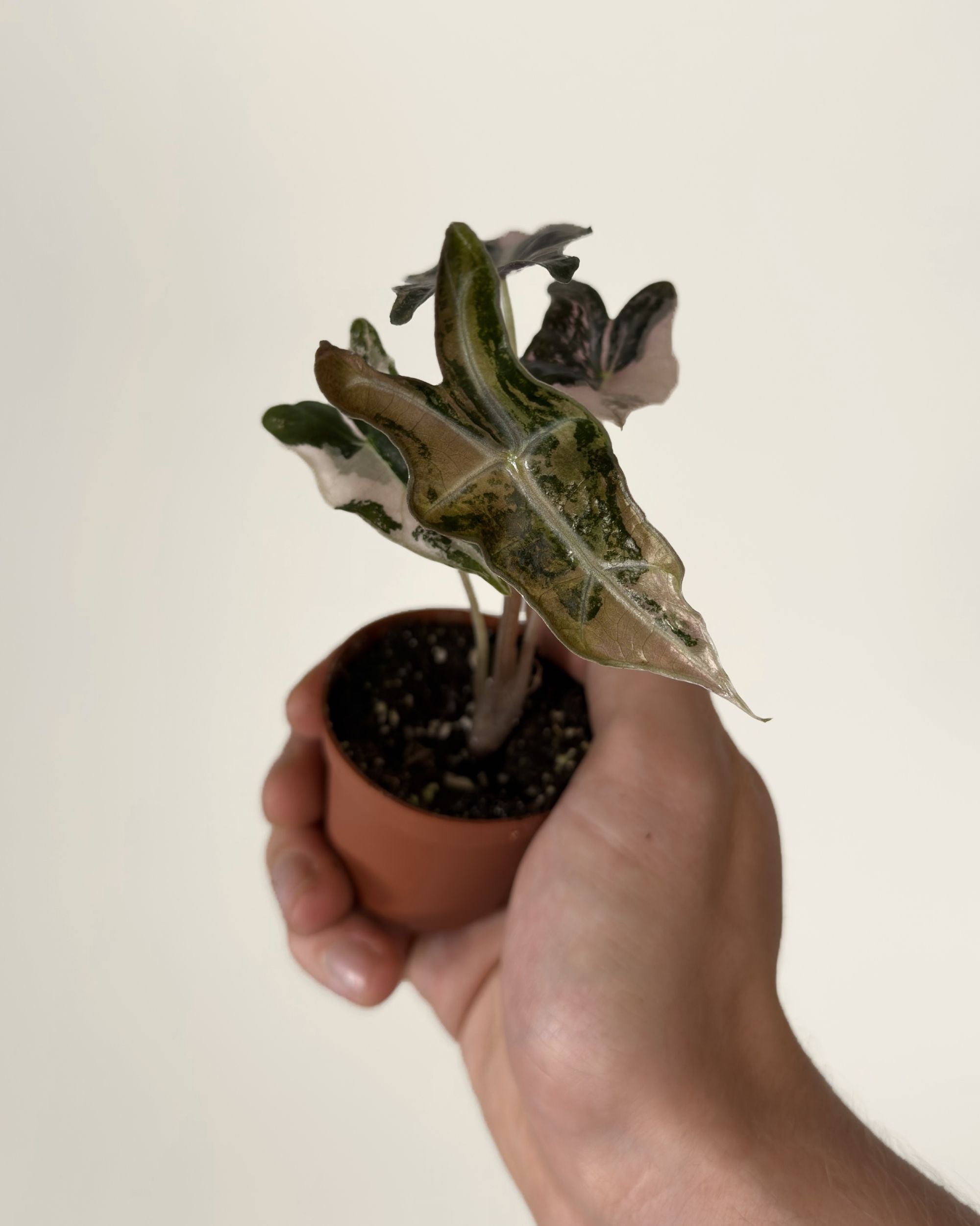 Alocasia Nobilis Pink