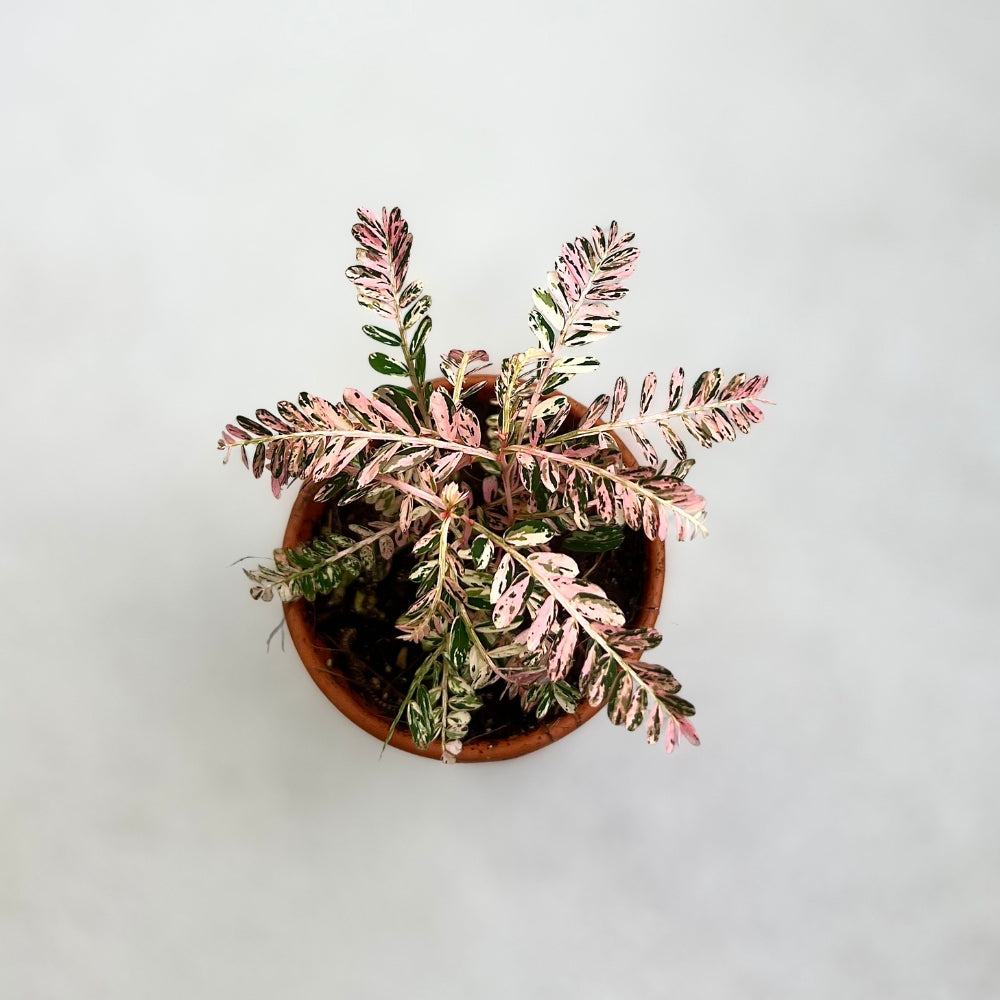 Phyllanthus Urinaria Variegata