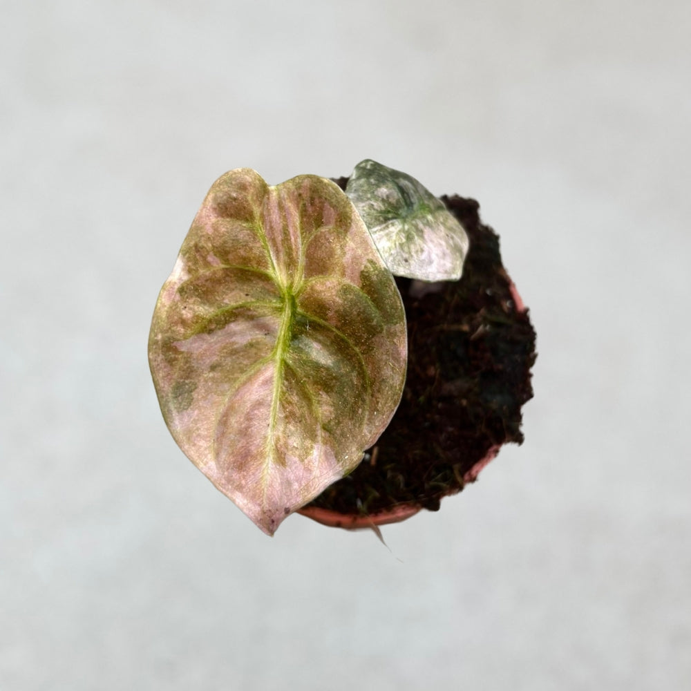 Alocasia Cuprea Pink Variegata