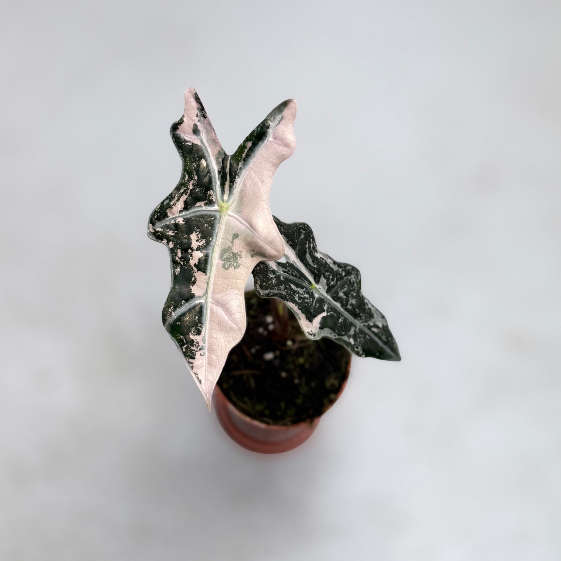 Alocasia Nobilis Pink Variegata