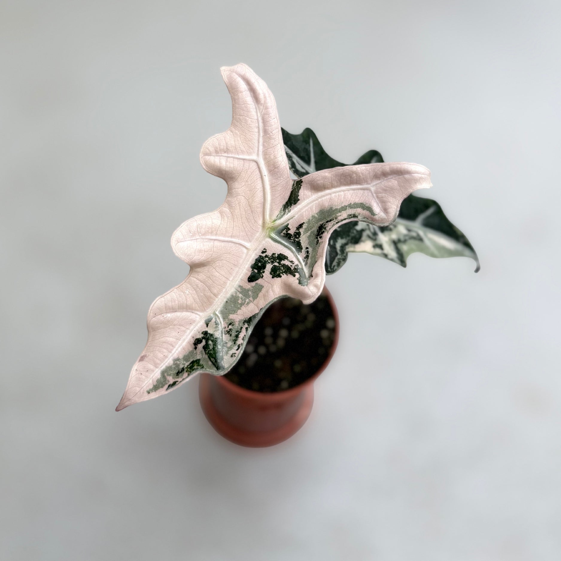 Alocasia Nobilis Pink Variegata