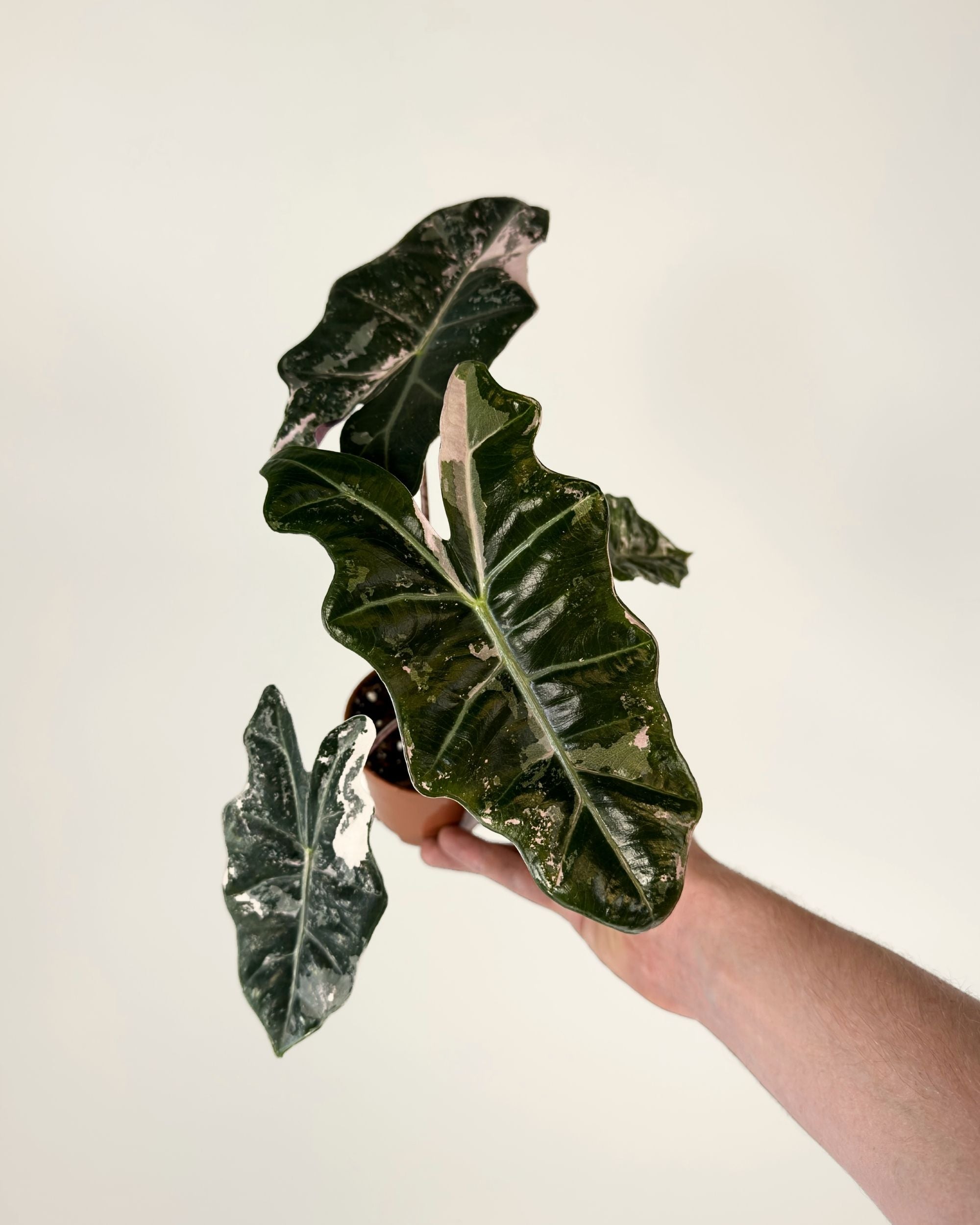 Alocasia Pseudo Sanderiana Pink