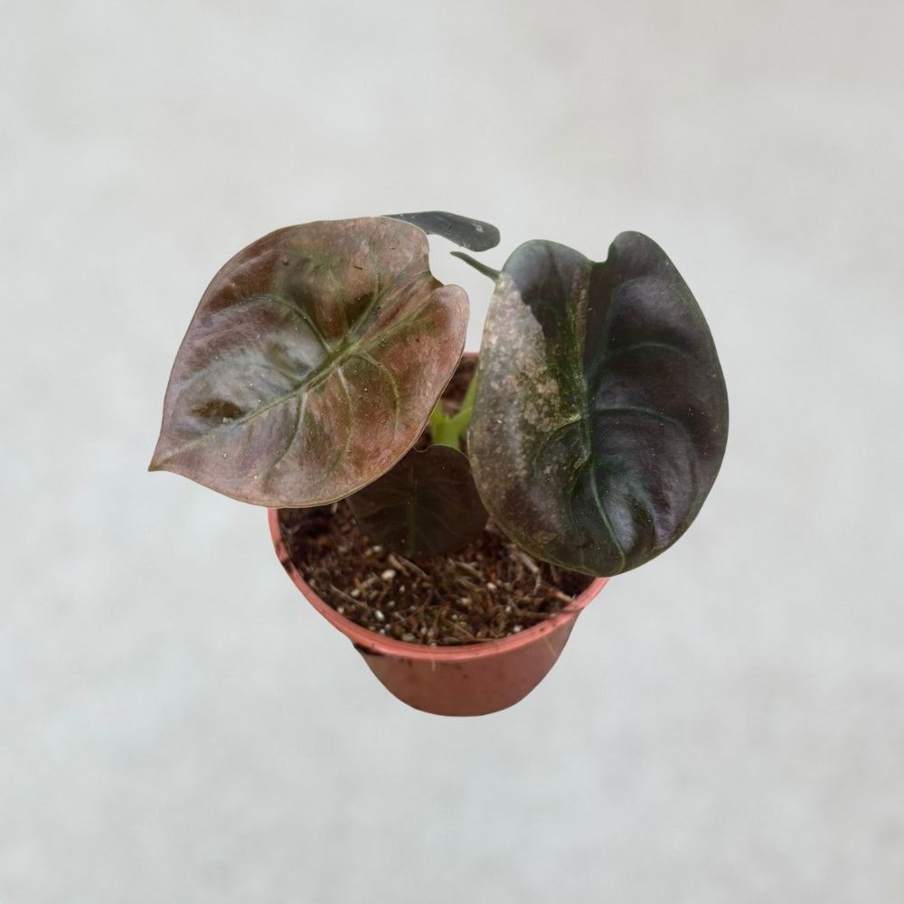 Alocasia Cuprea Pink Variegata
