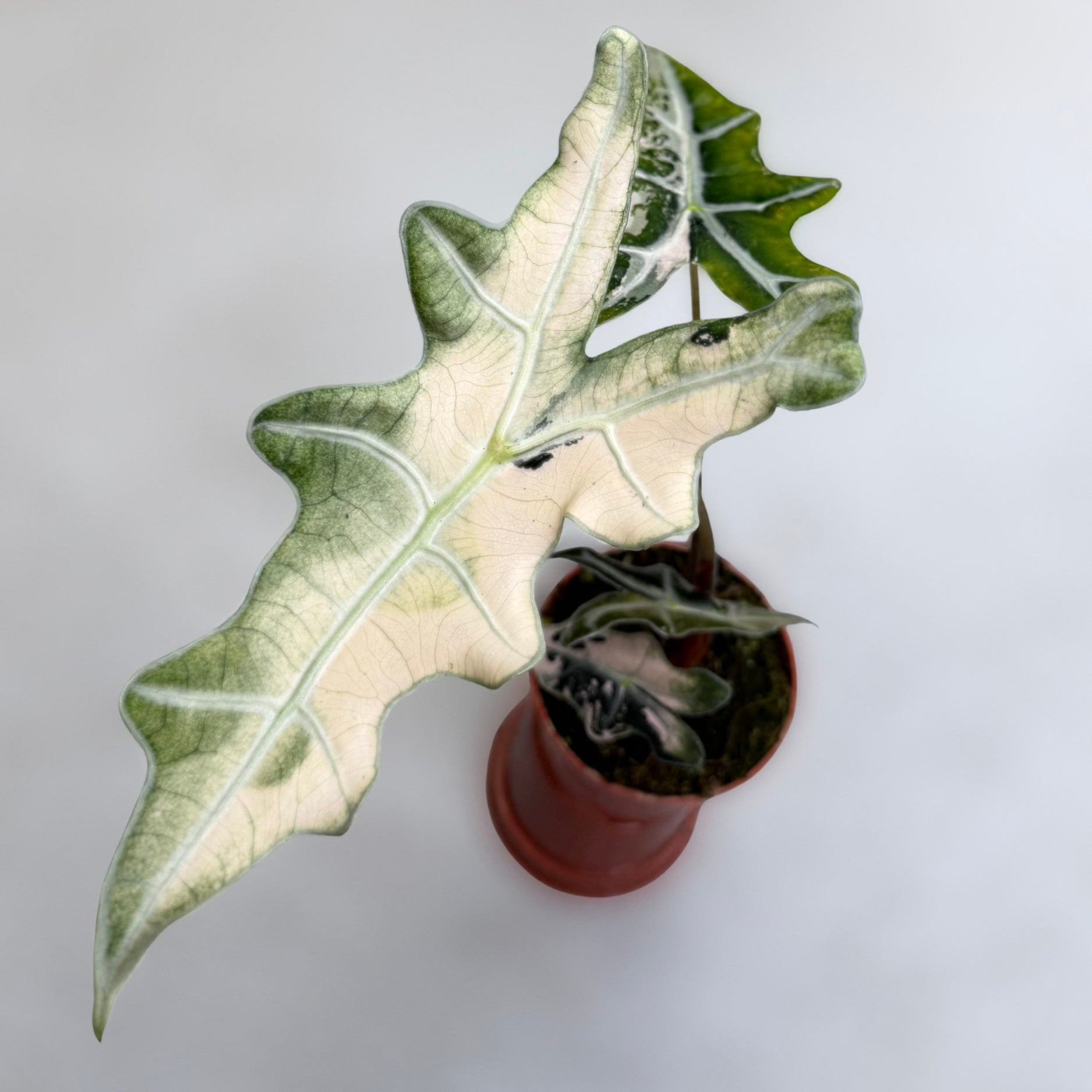 Alocasia Nobilis Pink