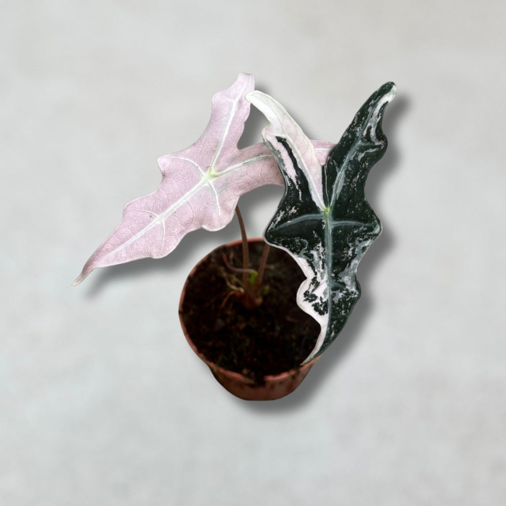 Alocasia Nobilis Pink Variegata