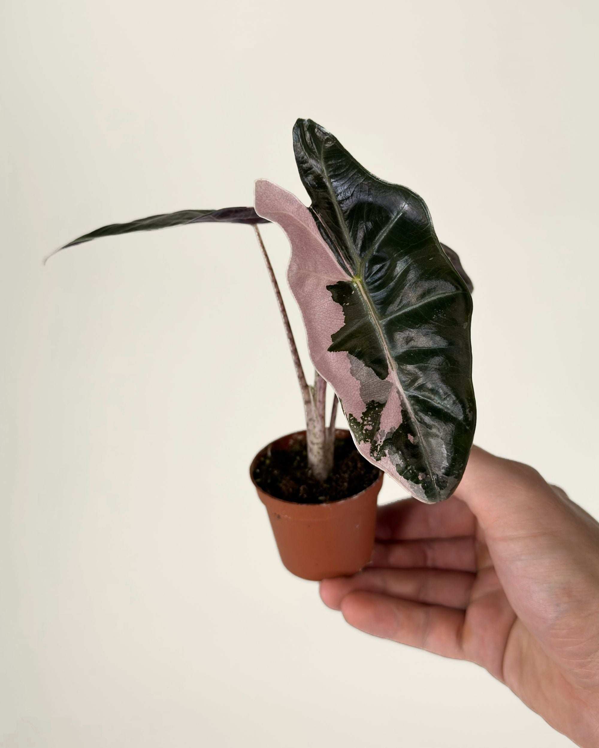 Alocasia Pseudo Sanderiana Pink