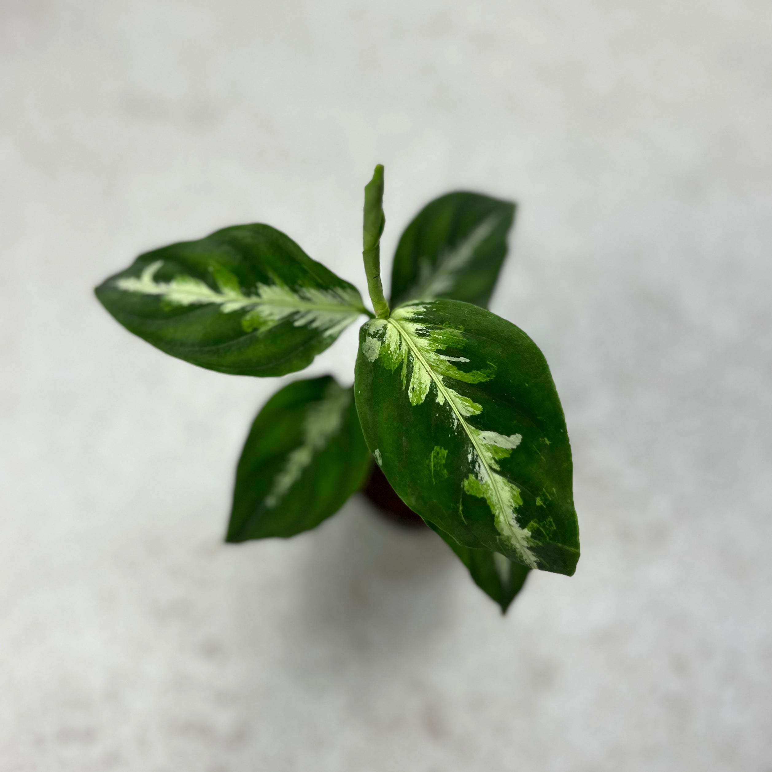 Aglaonema Pictum Bicolor - Downtown Plant Club