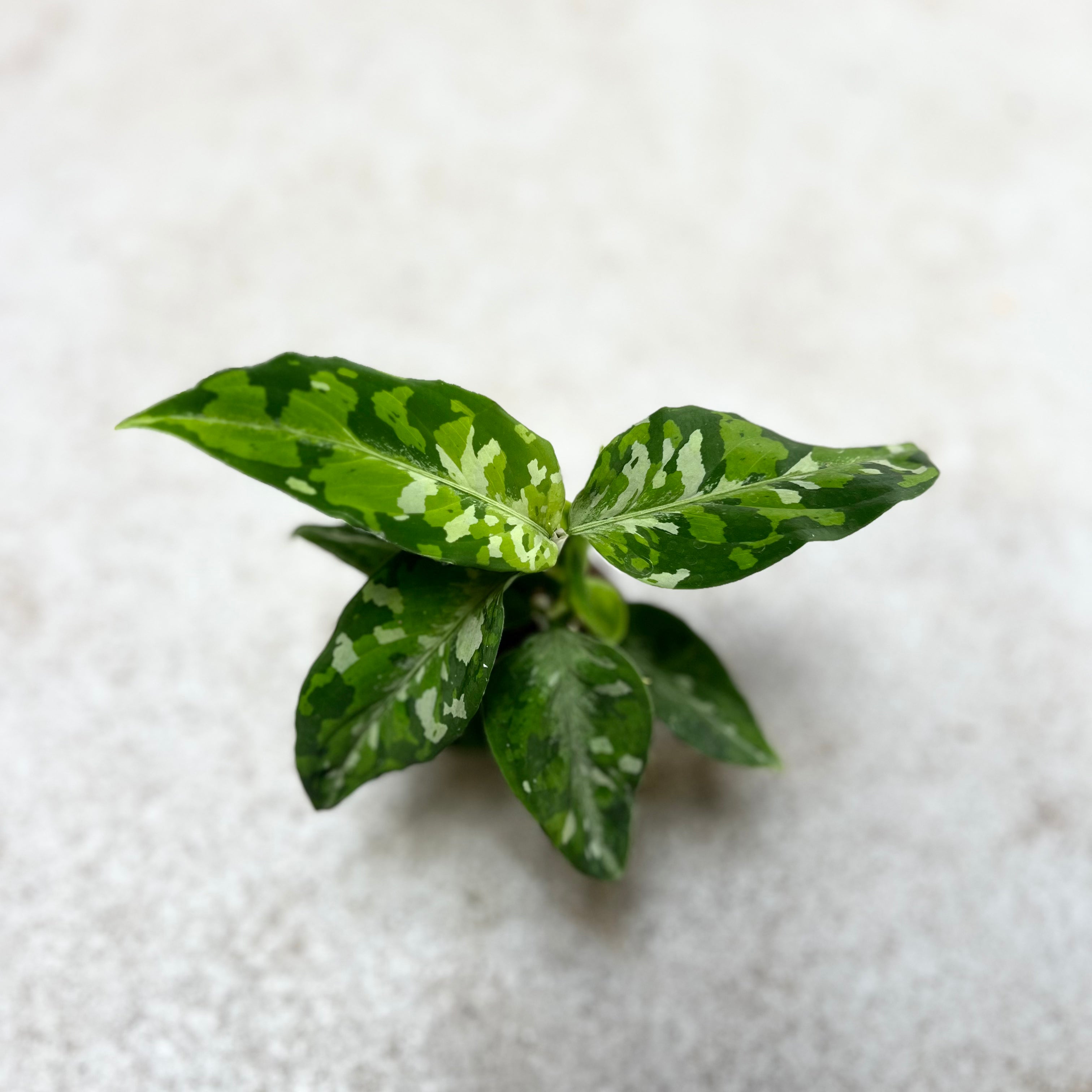 Aglaonema Pictum Tricolor