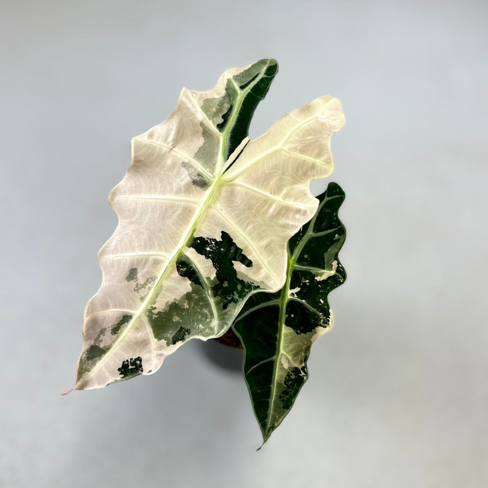 Alocasia Amazonica Pink Variegata - Downtown Plant Club