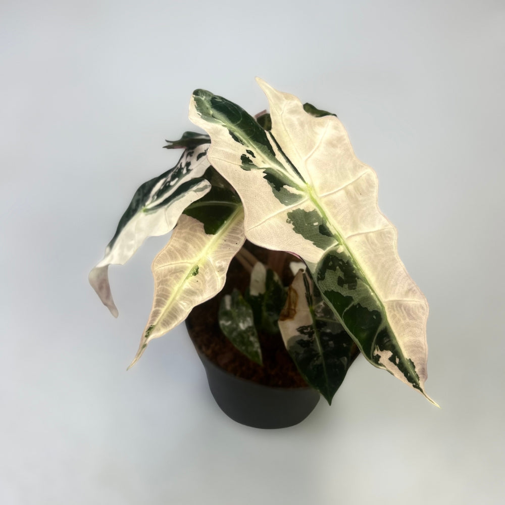 Alocasia Amazonica Pink Variegata - Downtown Plant Club