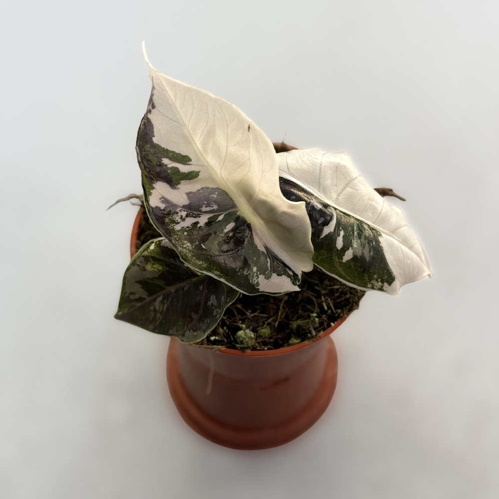 Alocasia Azlanii Albo Variegata