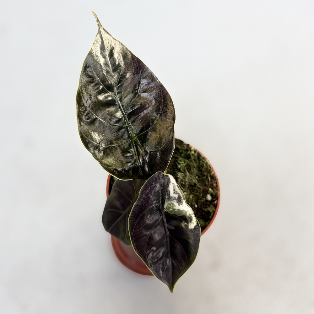 Alocasia Azlanii Albo Variegata