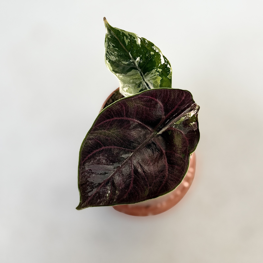 Alocasia Azlanii Albo Variegata