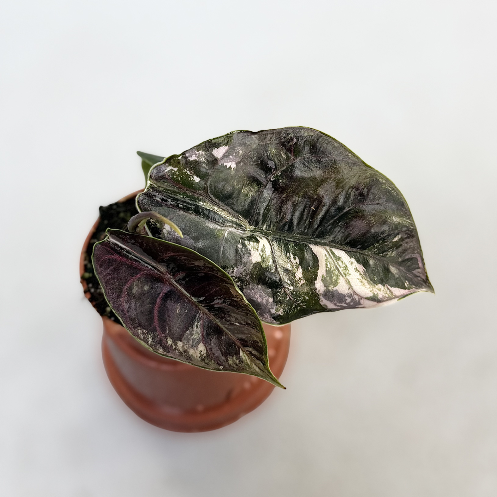Alocasia Azlanii Albo Variegata