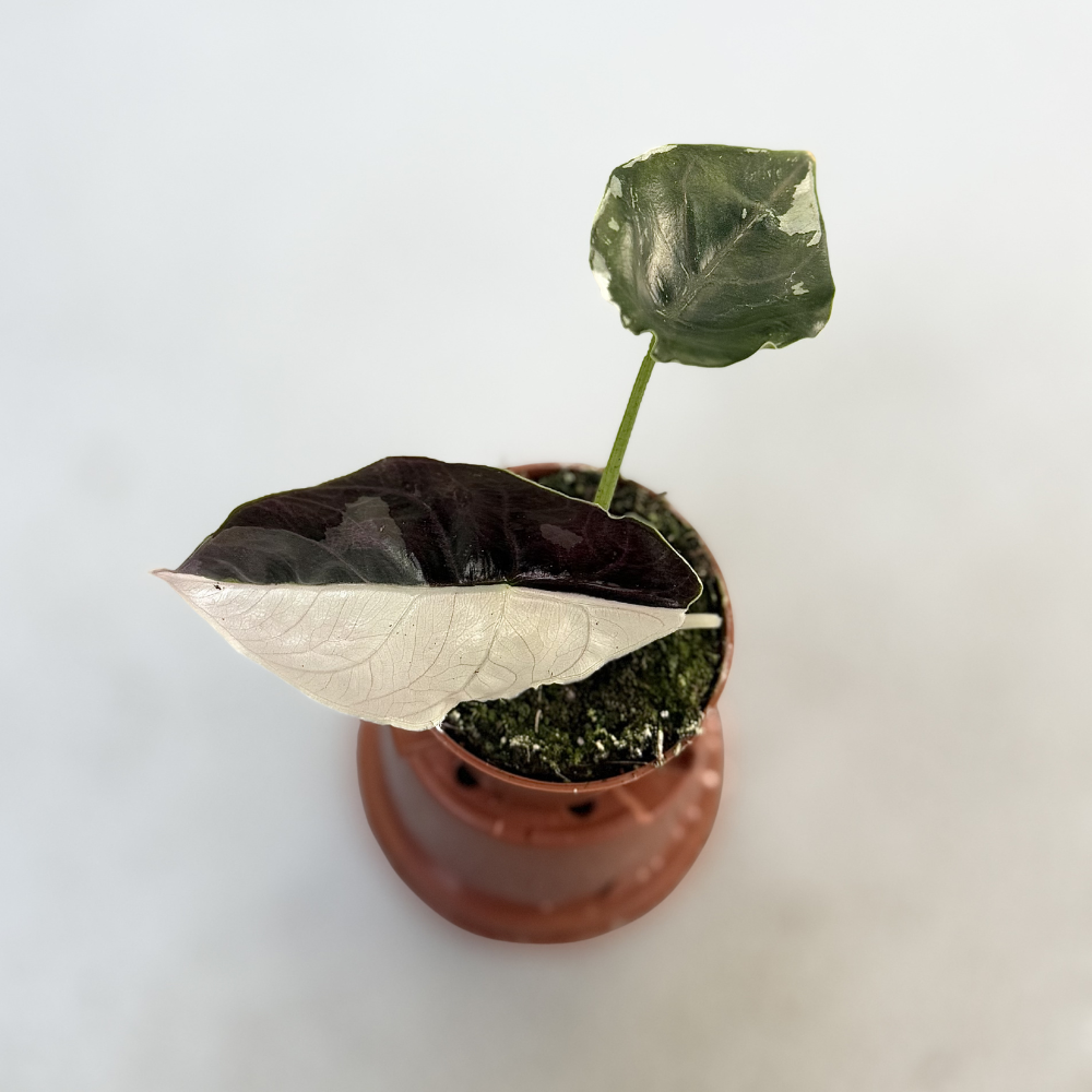 Alocasia Azlanii Albo Variegata