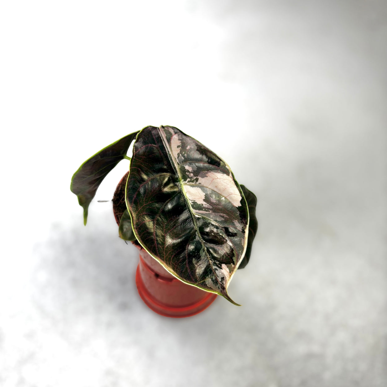 Alocasia Azlanii Albo Variegata by Downtown Plant Club