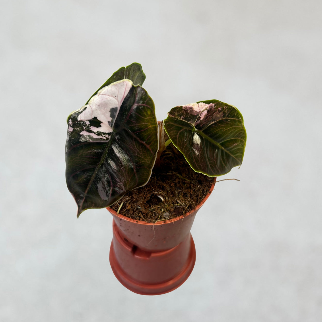 Alocasia Azlanii Albo Variegata