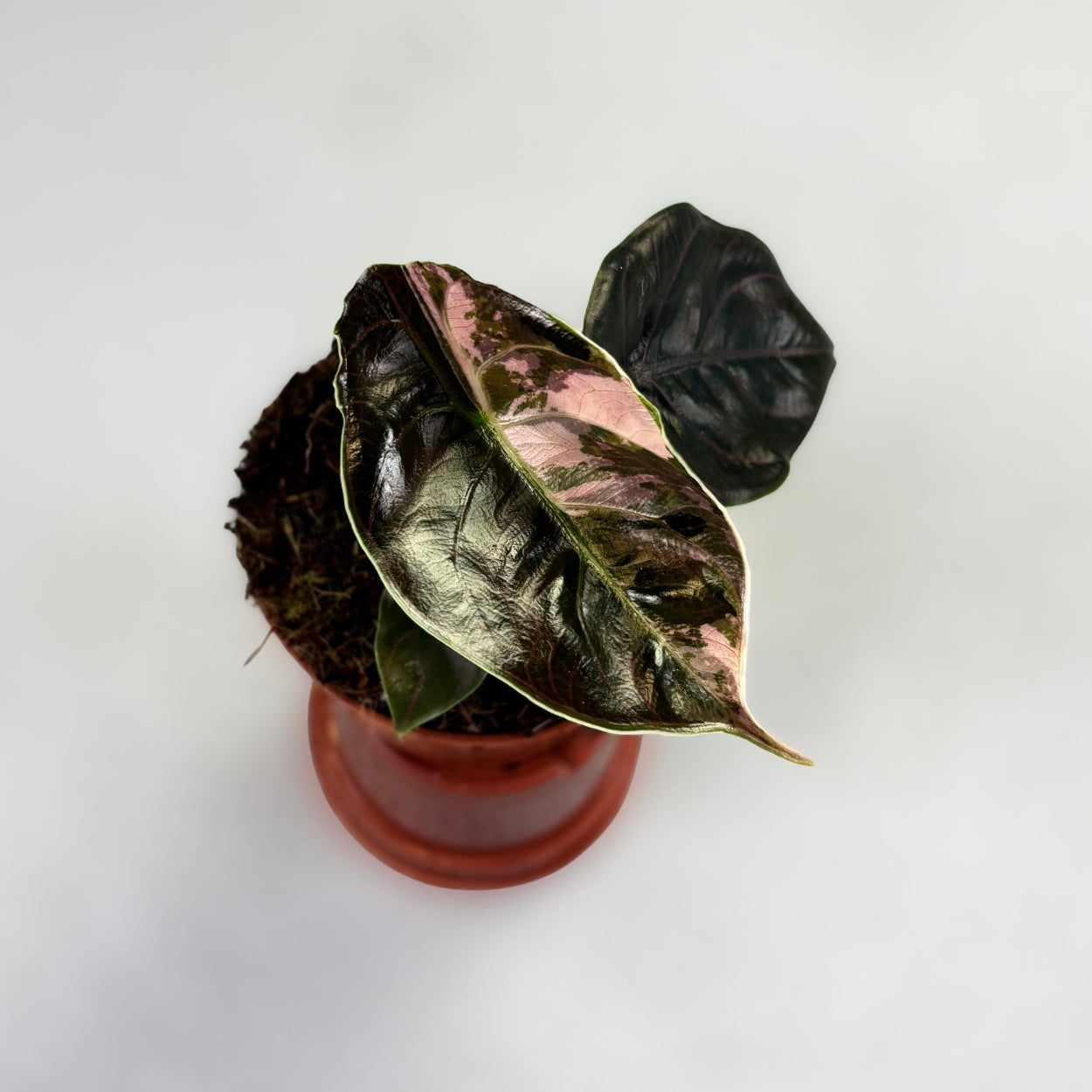 Alocasia Azlanii Albo Variegata