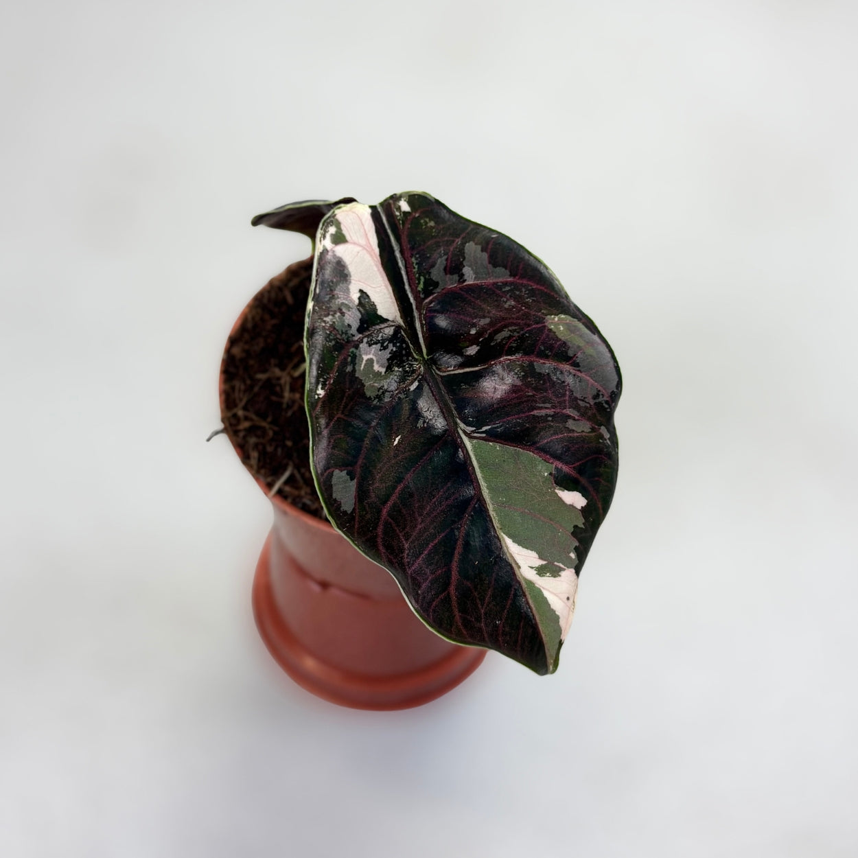 Alocasia Azlanii Albo Variegata by Downtown Plant Club