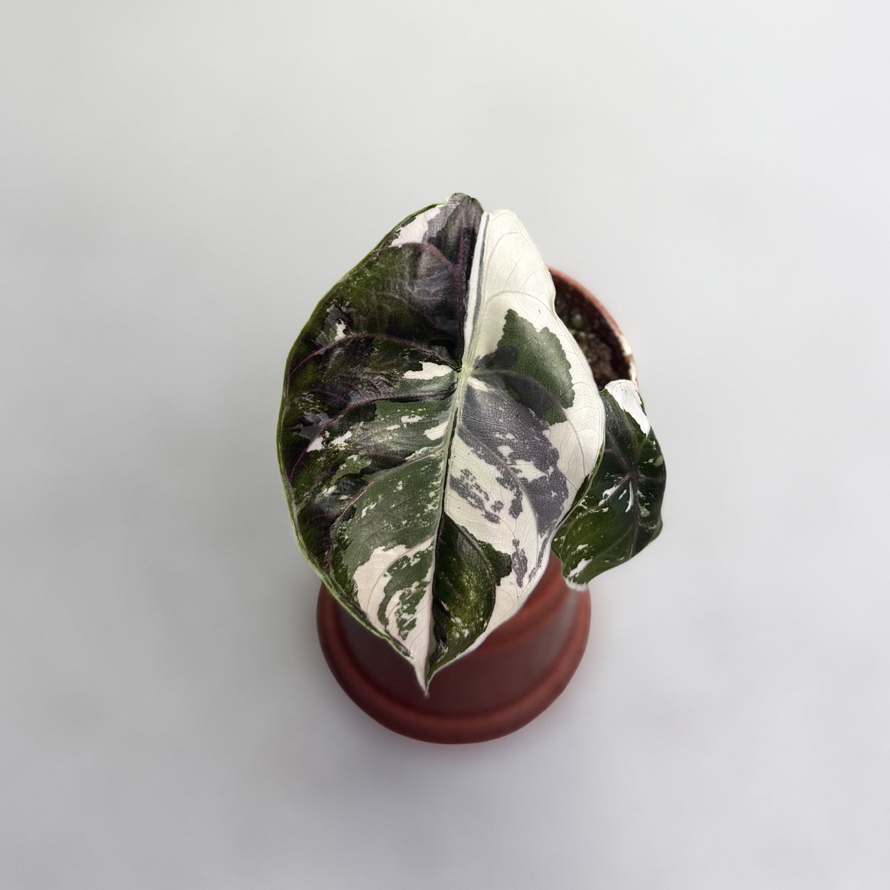 Alocasia Azlanii Albo Variegata by Downtown Plant Club