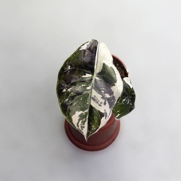 美株　Alocasia azlanii 'Albo' variegated Alocasia Azlanii Albo Variegata