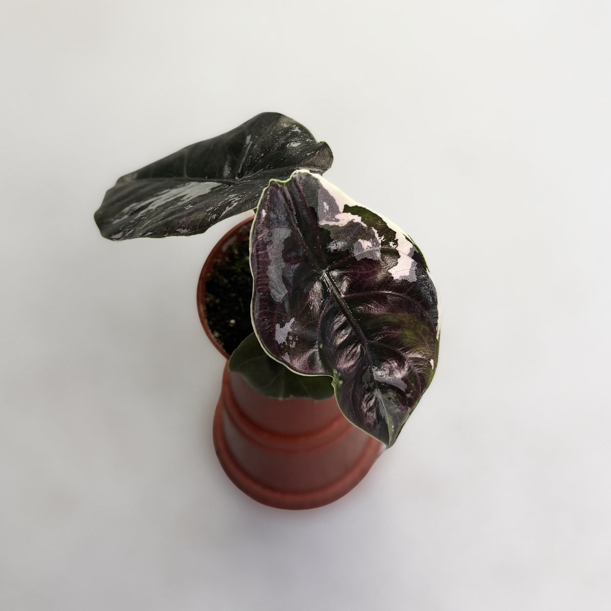 alocasia azlanii variegata Alocasia Azlanii Albo Variegata