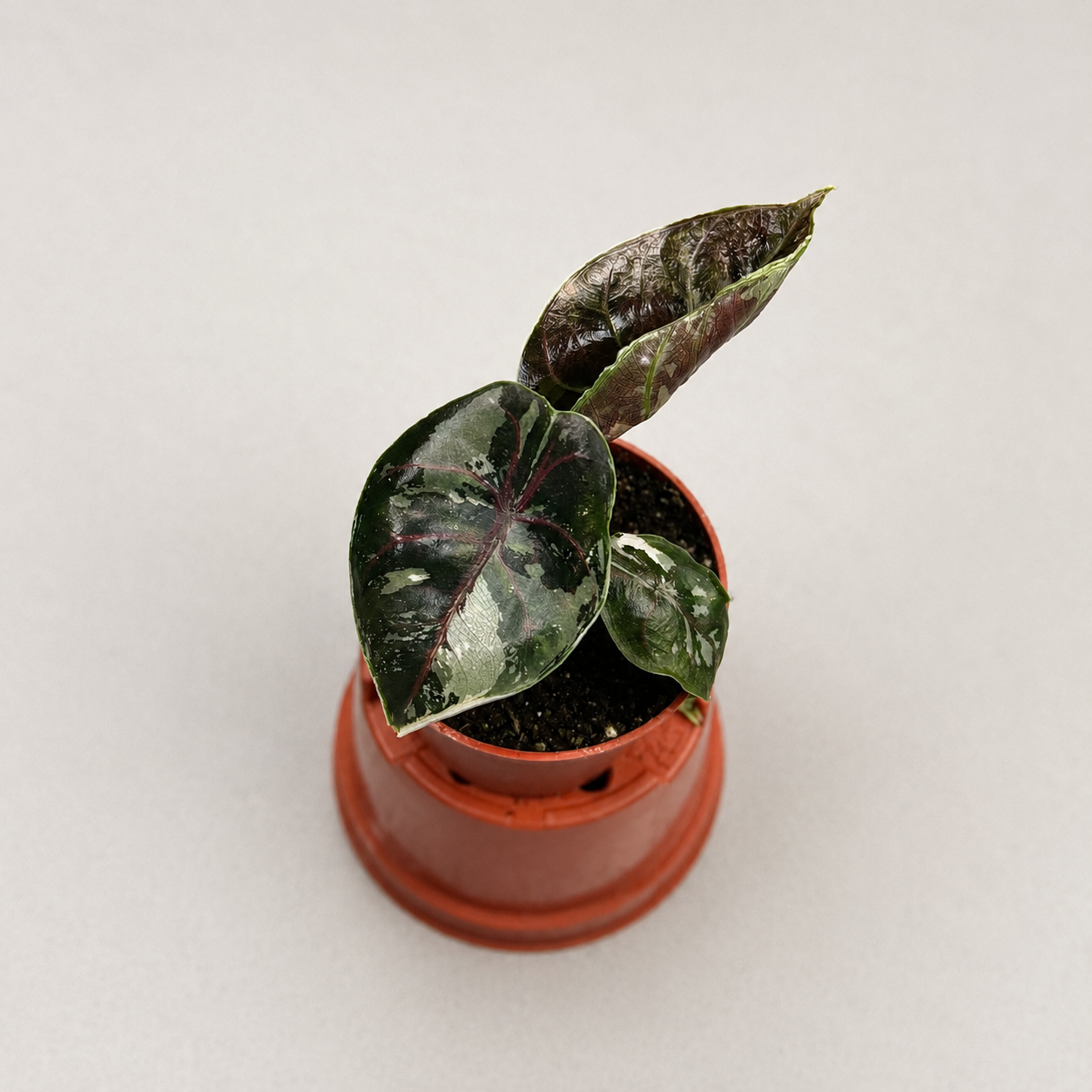 Alocasia Azlanii Albo Variegata by Downtown Plant Club