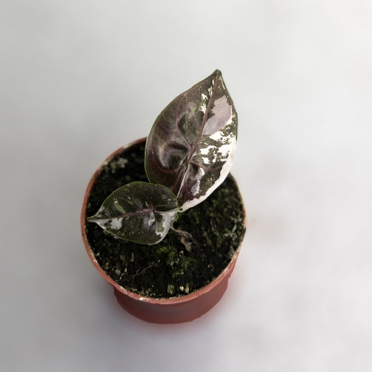 Alocasia Azlanii Albo Variegata