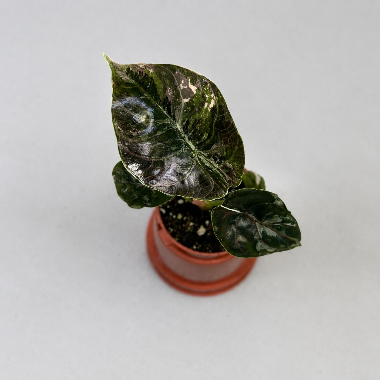 Alocasia Azlanii Albo Variegata by Downtown Plant Club