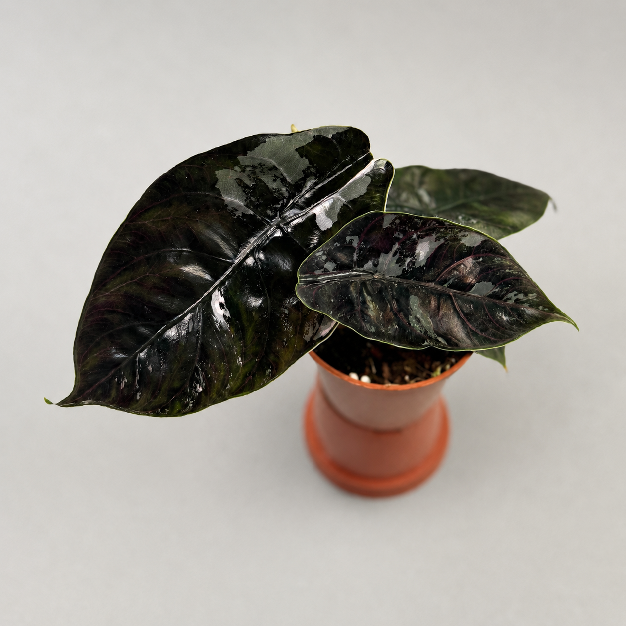 Alocasia Azlanii Variegated Albo Pink Plant - Culture | 2” Exact