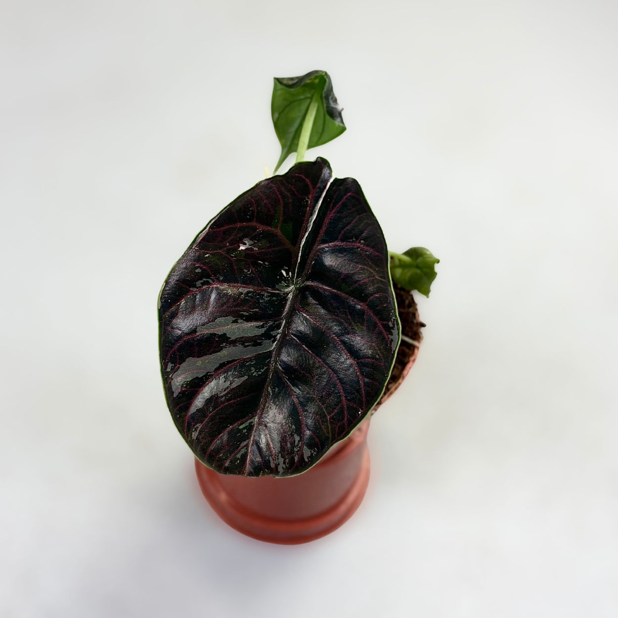 アロカシア アズラニー アルボ②│Alocasia azlanii albo アロカシア アズラニー アルボ②│Alocasia azlanii albo アロカシア