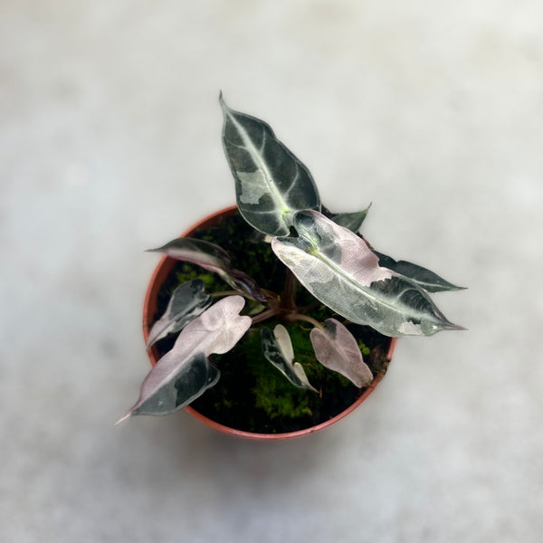 Alocasia ninja NO4・ Bambino pink NO2 2株 Alocasia ninja NO4・ Bambino pink NO2 2株