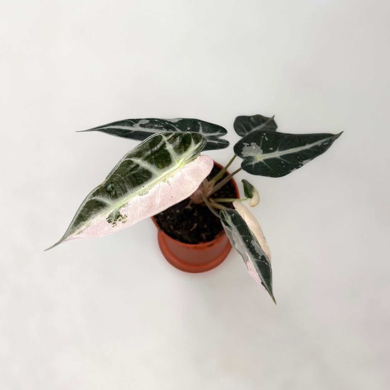 Alocasia Bambino Pink Variegata by Downtown Plant Club