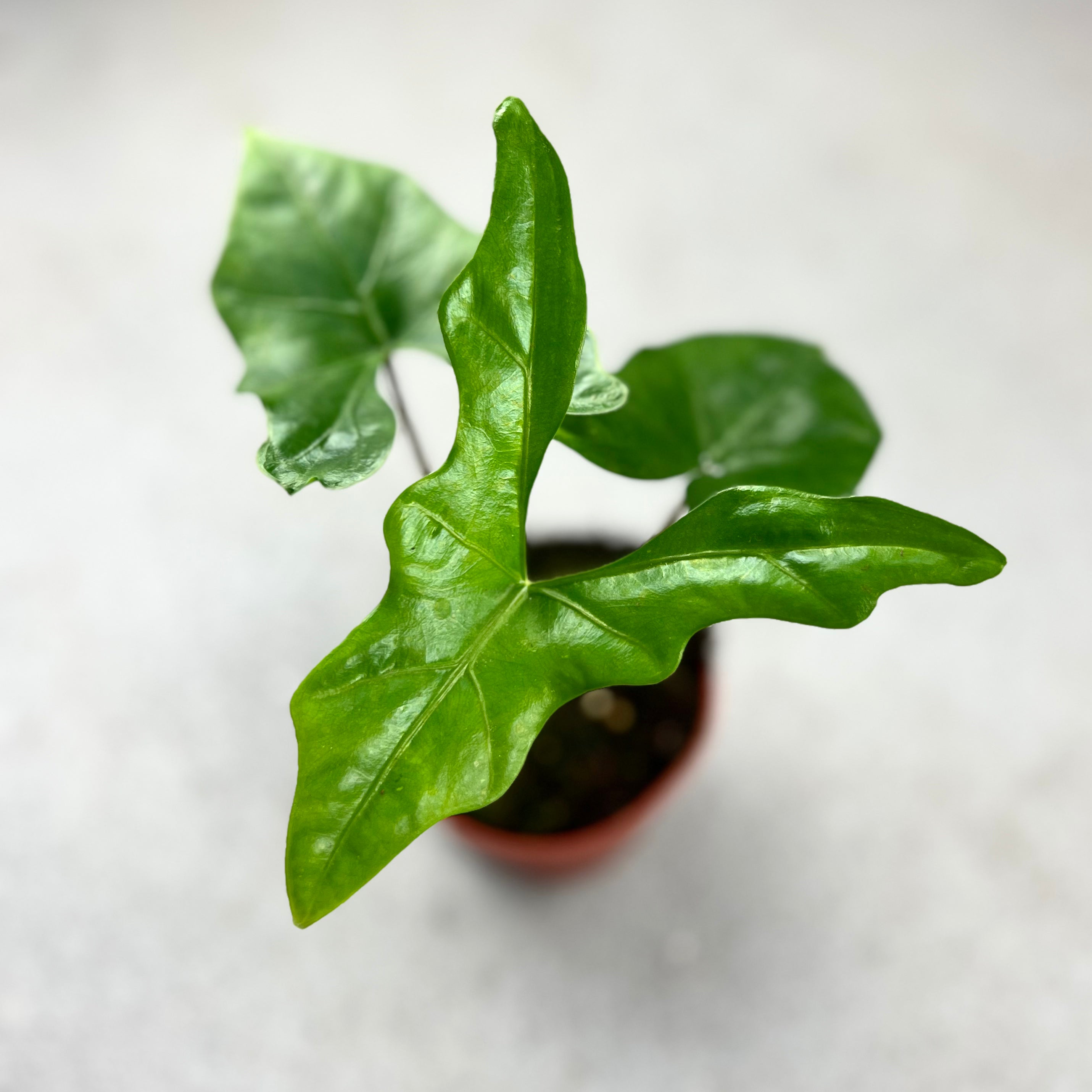 Alocasia Fledermausflügel Alocasia Fledermausflügel