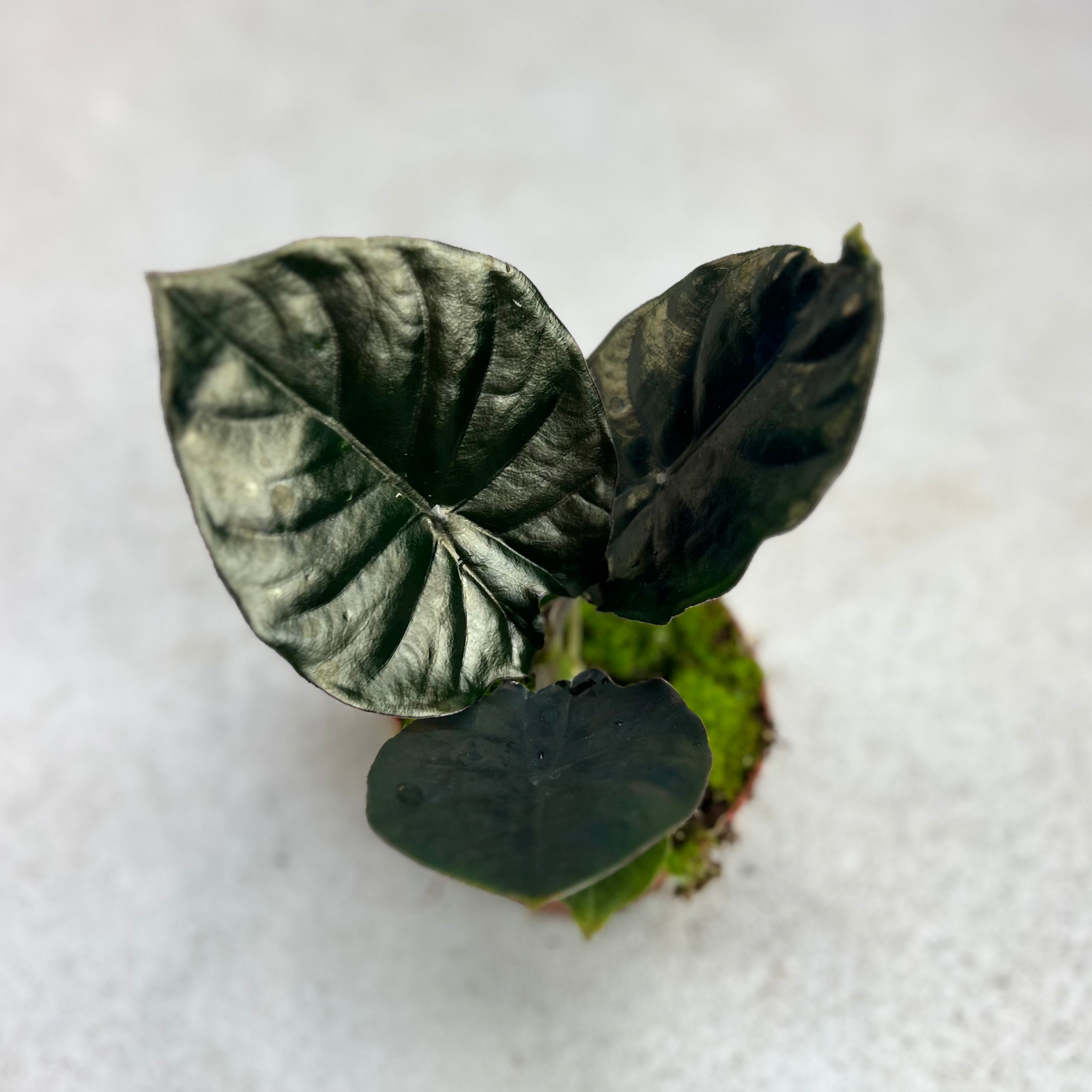 Alocasia Black Magic - Downtown Plant Club