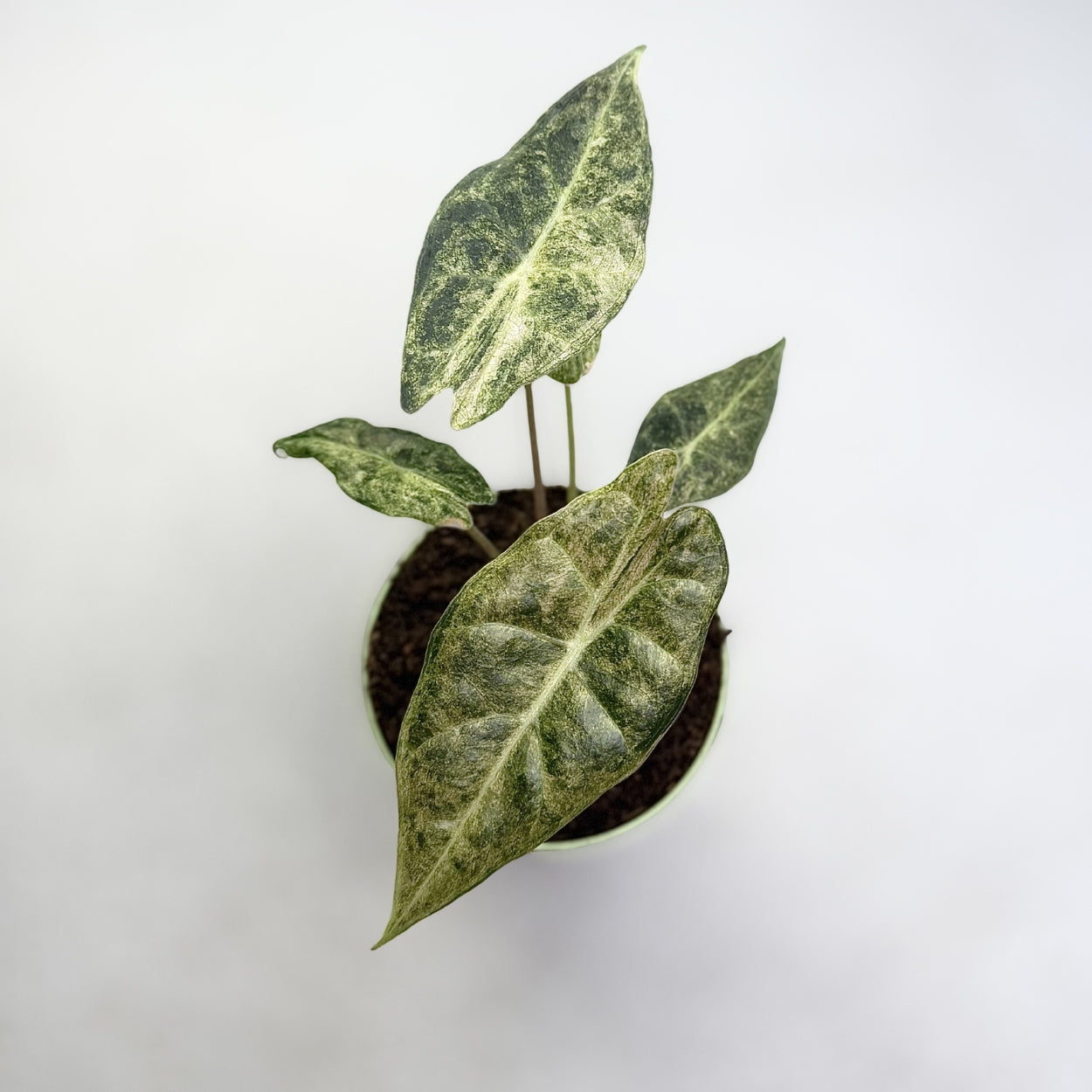 Alocasia Black Saturn Stardust Variegata by Downtown Plant Club