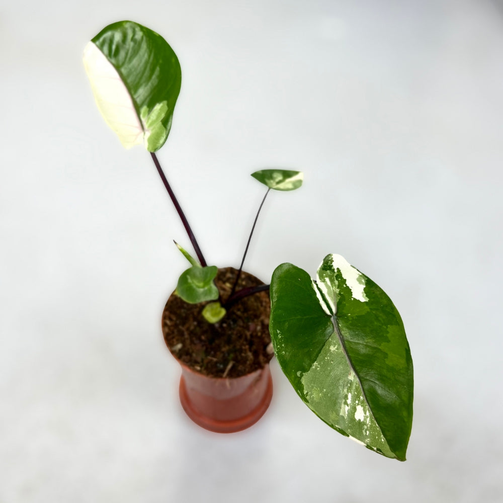 Alocasia Black Stem Variegata - Downtown Plant Club