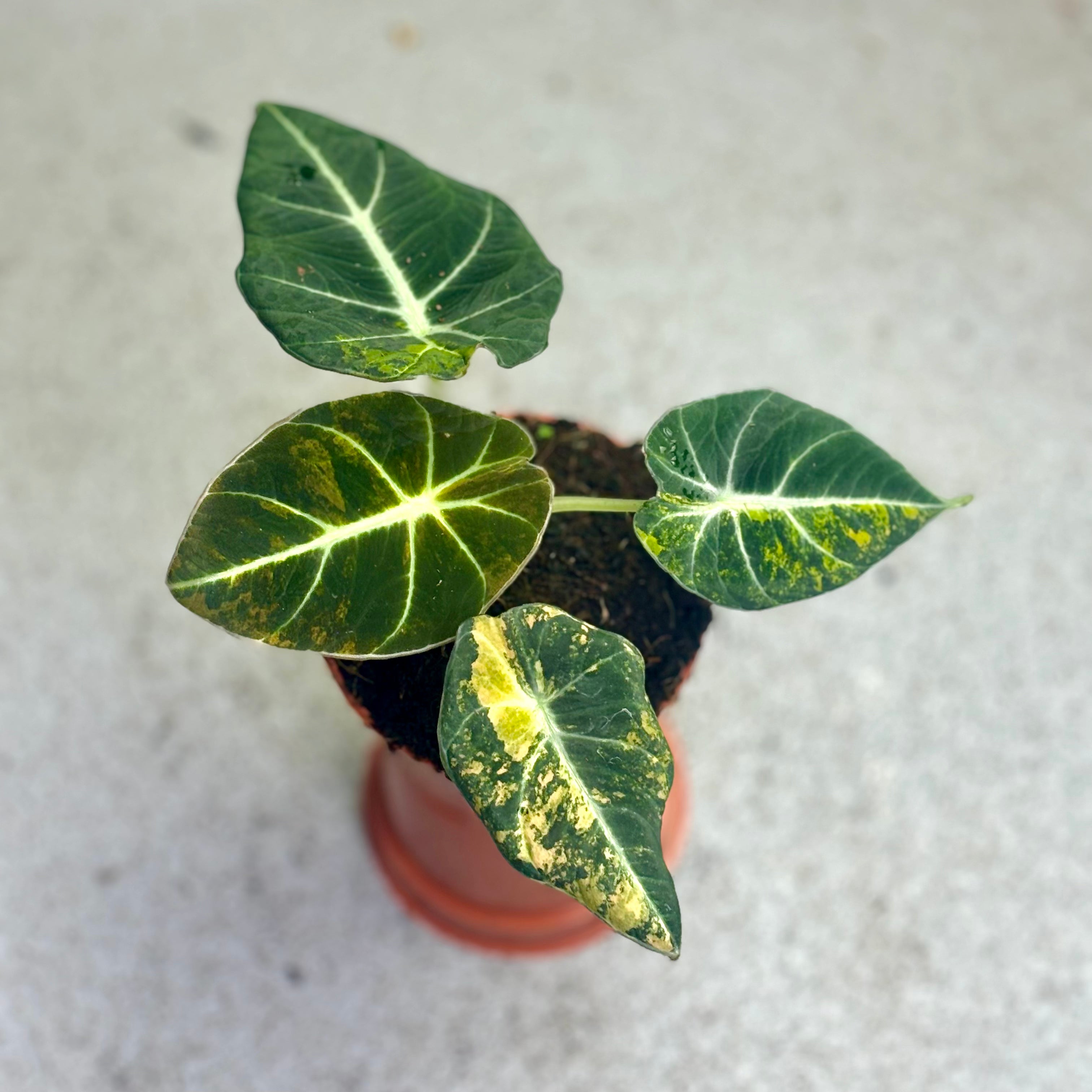 Alocasia Black Velvet Aurea Variegata - Downtown Plant Club